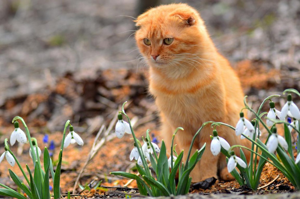 Фотографія Весна пришла! / Viktoriya Bilan / photographers.ua