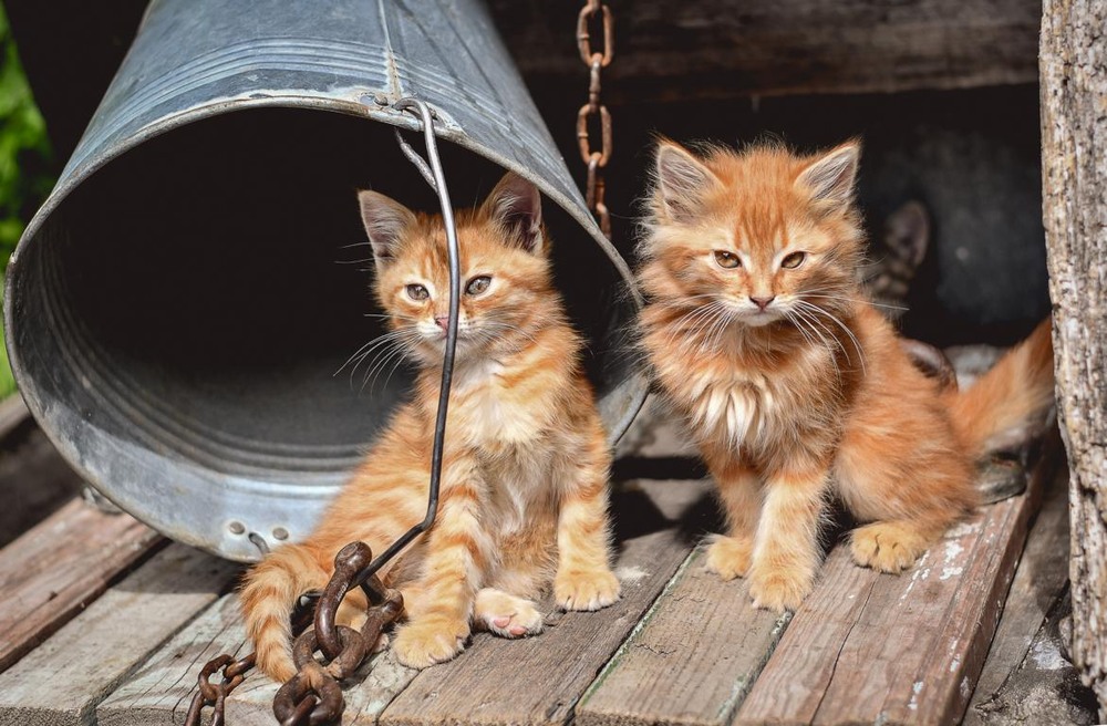 Фотографія Животные / Viktoriya Bilan / photographers.ua