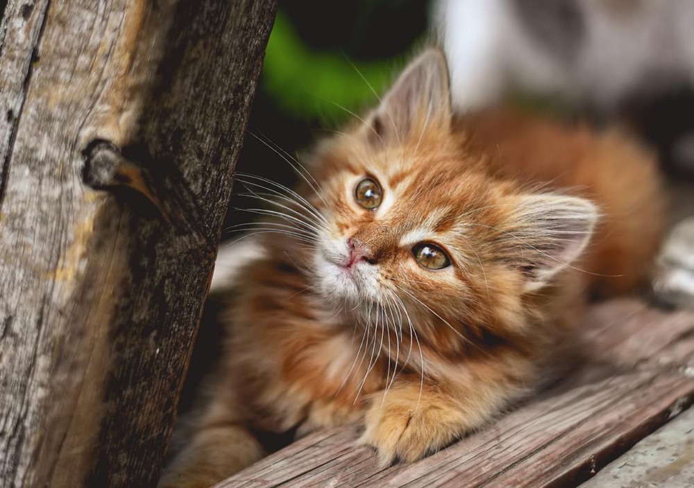 Фотографія Животные / Viktoriya Bilan / photographers.ua