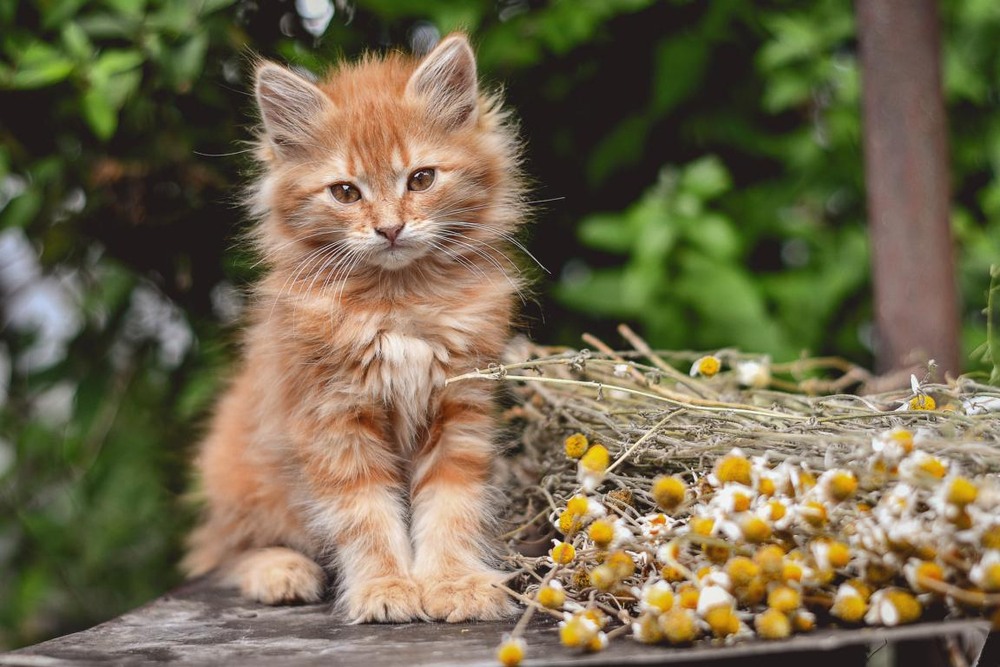 Фотографія Животные / Viktoriya Bilan / photographers.ua