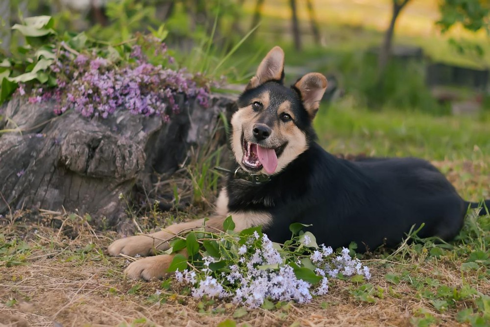 Фотографія Животные / Viktoriya Bilan / photographers.ua