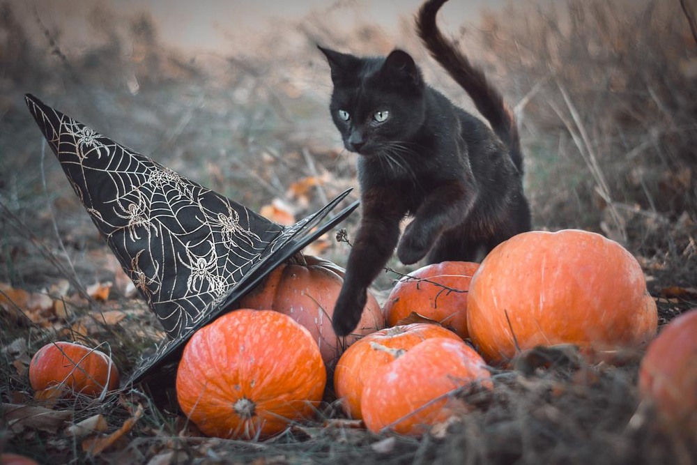 Фотографія Разное / Viktoriya Bilan / photographers.ua