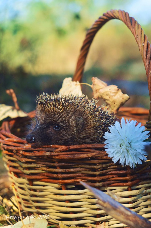 Фотографія Животные / Viktoriya Bilan / photographers.ua