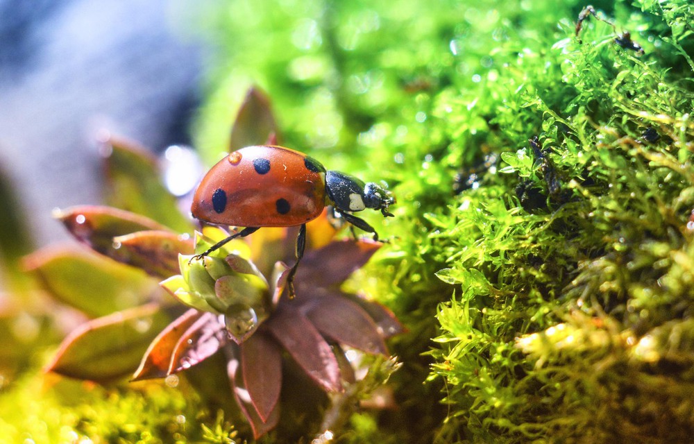 Фотографія Макро / Viktoriya Bilan / photographers.ua