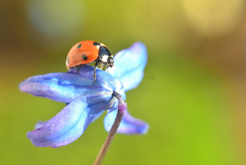 Фотографія Макро / Viktoriya Bilan / photographers.ua