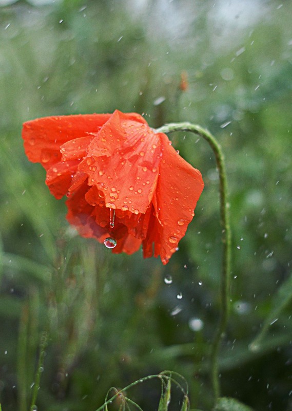 Фотографія весенний дождь / Viktoriya Bilan / photographers.ua