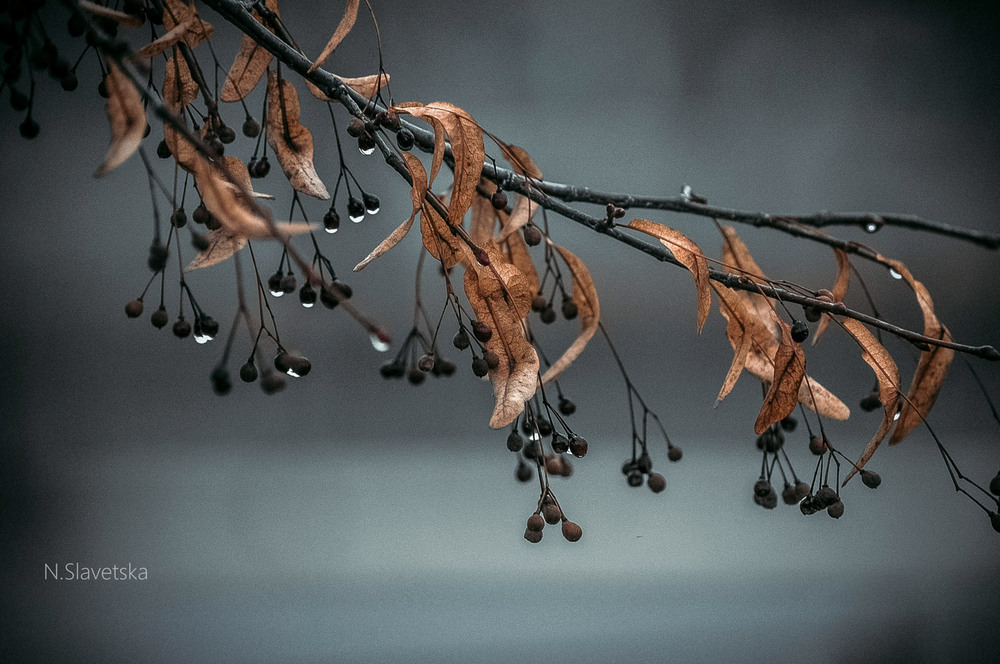 Фотографія Макро / Наташа Славецька / photographers.ua