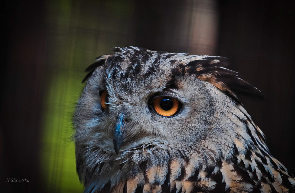 Фотографія Животные / Наташа Славецька / photographers.ua