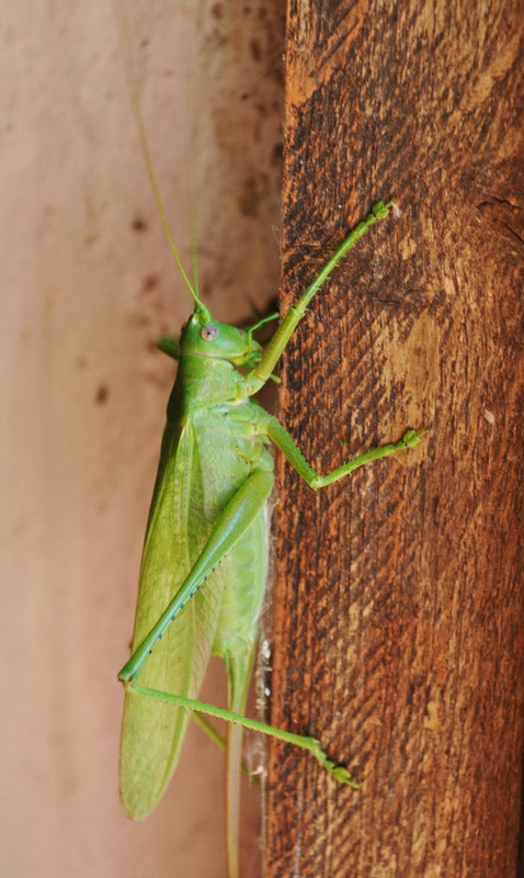 Фотографія Макро / Наташа Славецька / photographers.ua