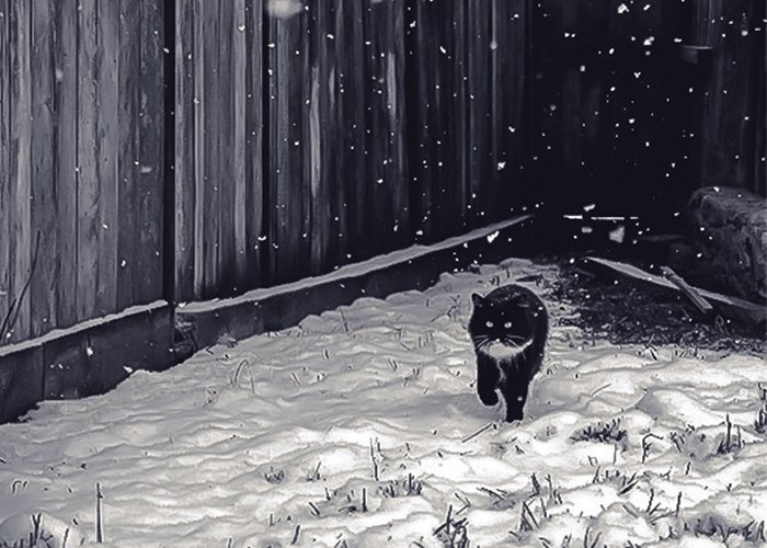 Фотографія зимовий кіт / Галина Гнатів / photographers.ua