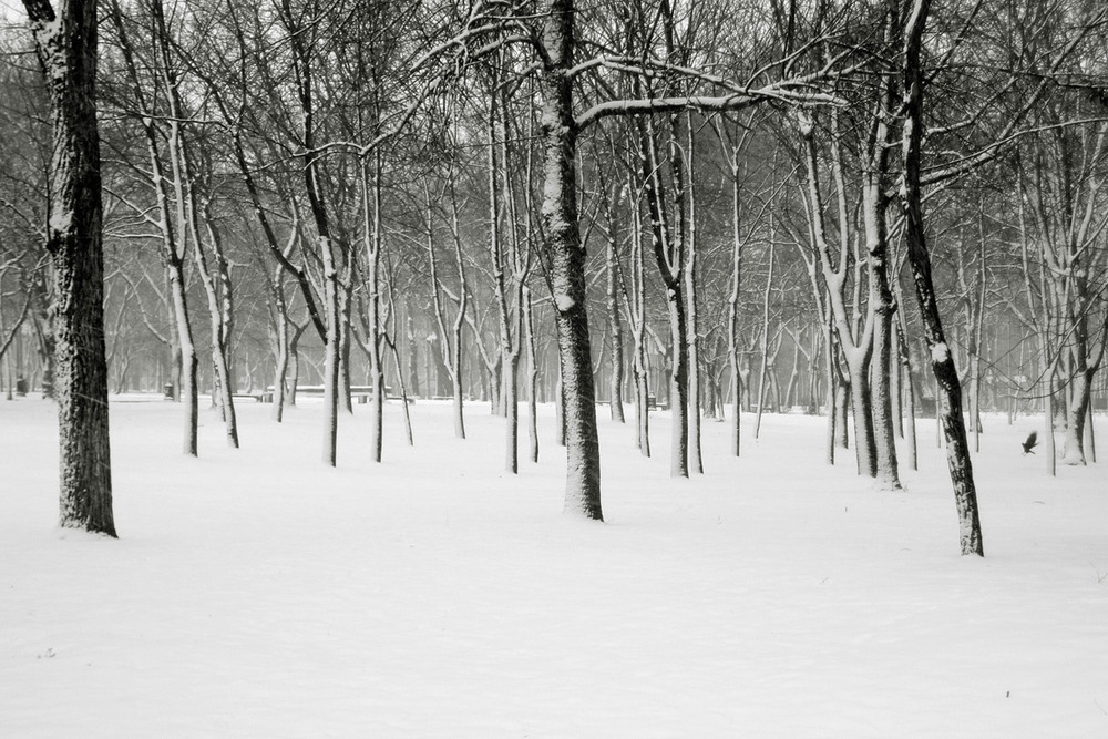 Фотографія Зимний парк. / Дмитрий Рось / photographers.ua