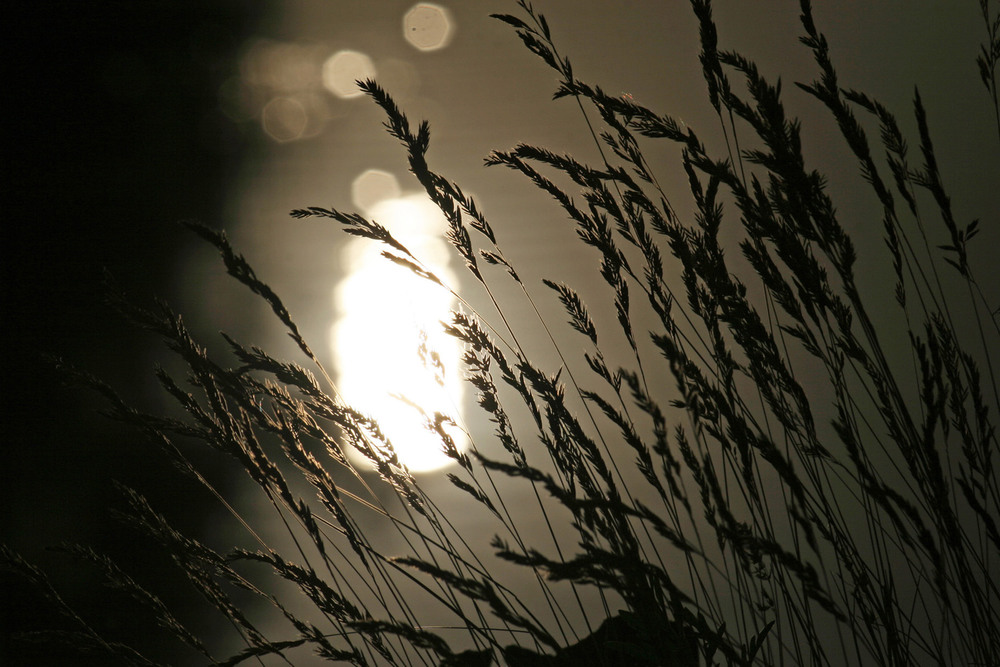 Фотографія Блики вечернего солнца. / Дмитрий Рось / photographers.ua