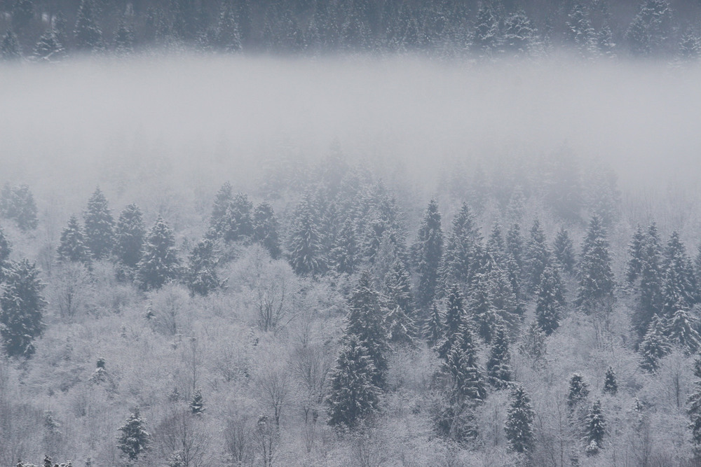Фотографія Зимний туман. / Дмитрий Рось / photographers.ua