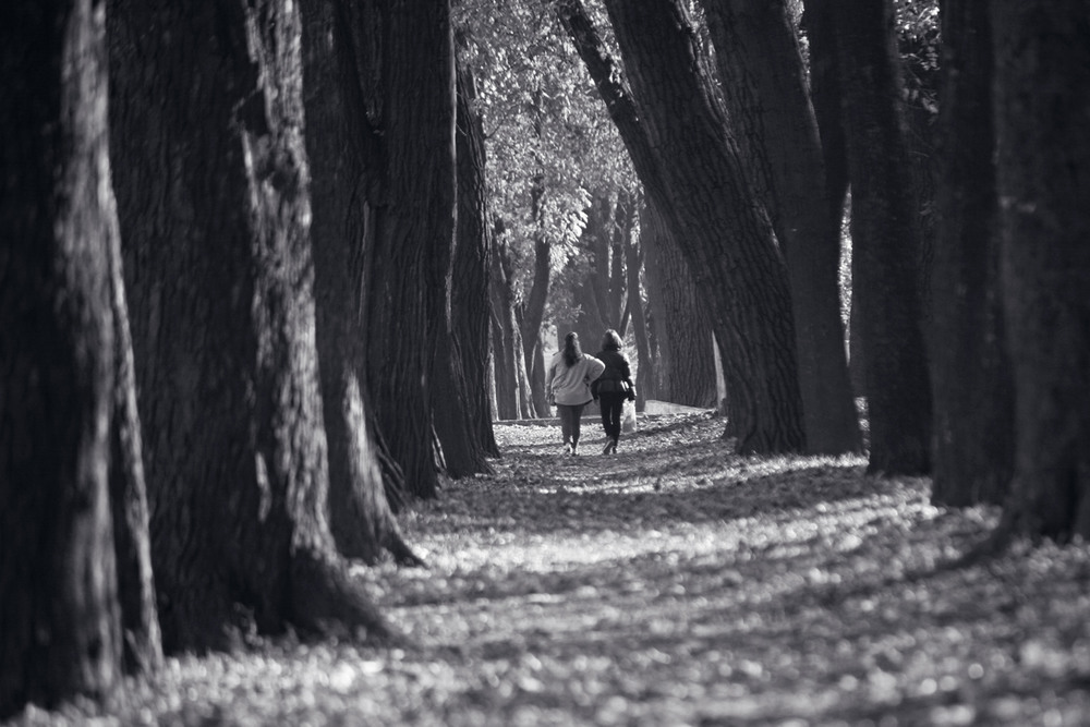 Фотографія Когда деревья были большими. / Дмитрий Рось / photographers.ua