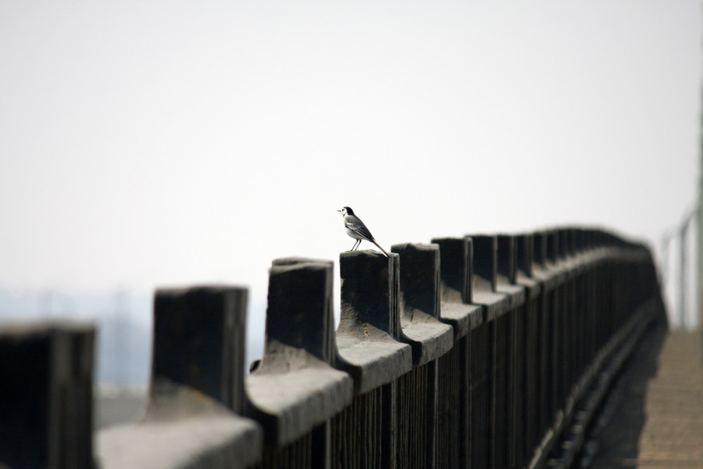 Фотографія "Одна маленькая , но гордая птичка ..." / Дмитрий Рось / photographers.ua