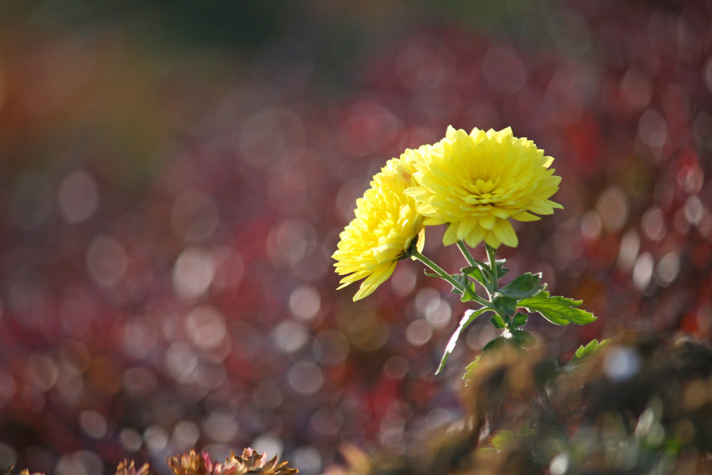 Фотографія Осенний цветок. / Дмитрий Рось / photographers.ua