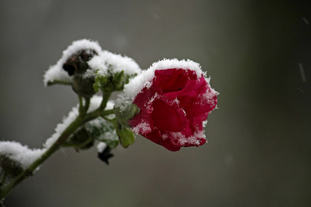 Фотографія Зимы цветок... / Дмитрий Рось / photographers.ua