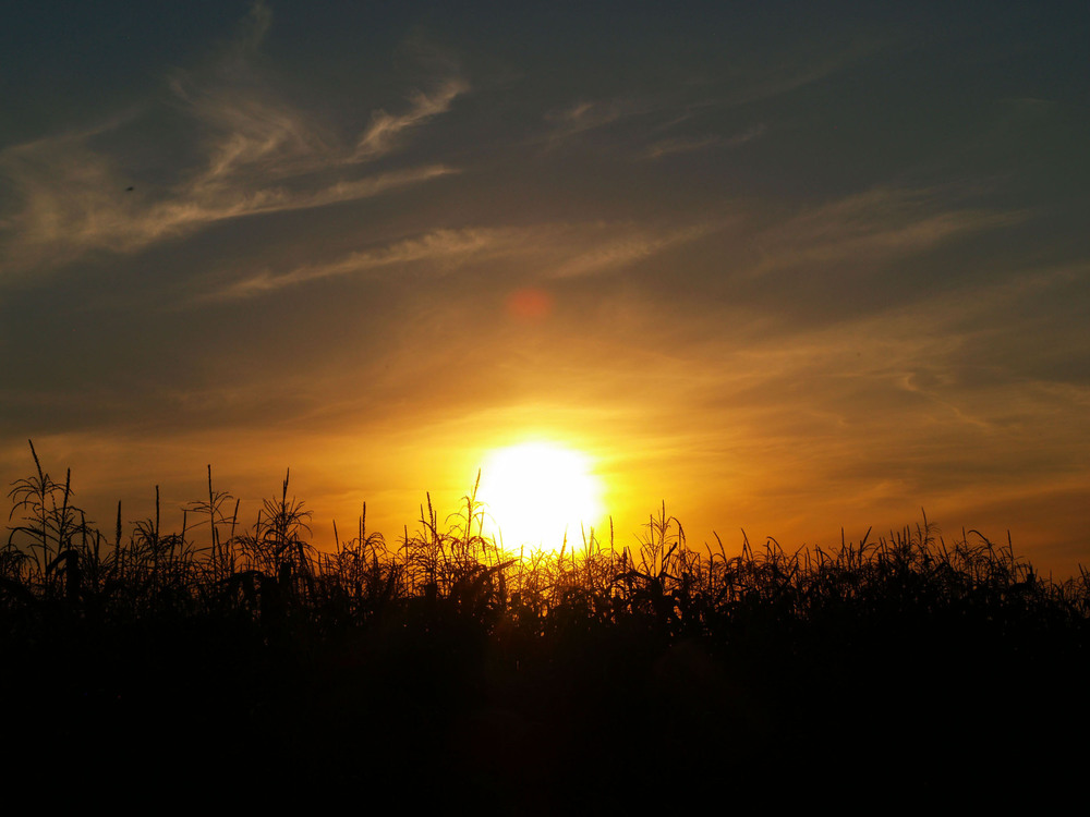 Фотографія Закат над кукурузным полем. / Дмитрий Рось / photographers.ua