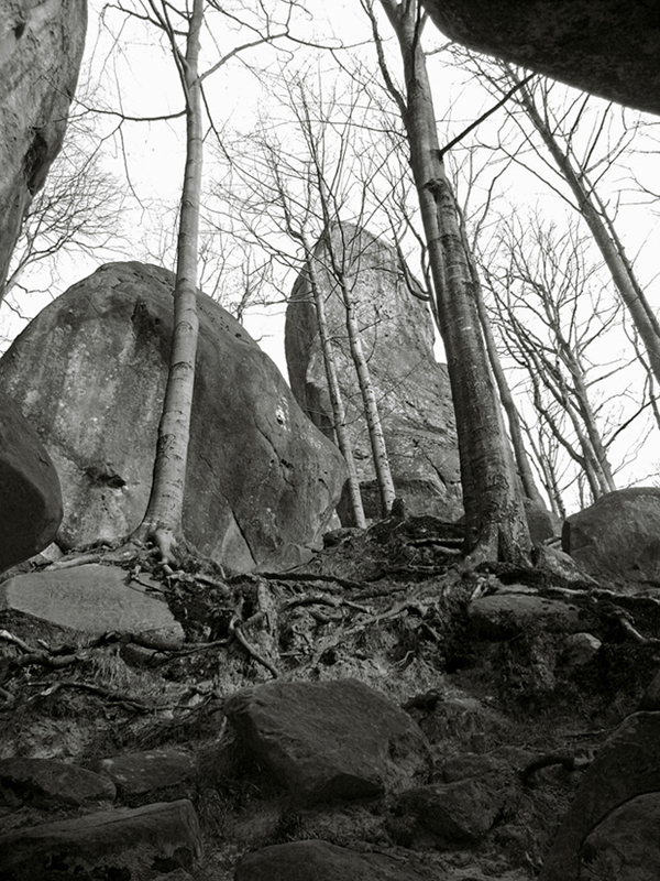Фотографія "И на камнях растут деревья" / Дмитрий Рось / photographers.ua