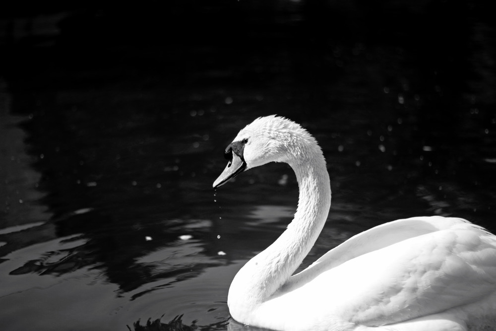 Фотографія " А белый лебедь на пруду..." / Дмитрий Рось / photographers.ua