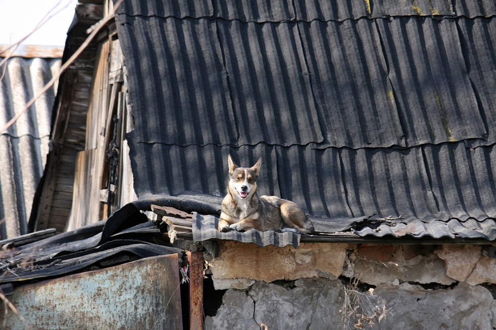 Фотографія Не только котов месяц март выгоняет на крыши / Дмитрий Рось / photographers.ua