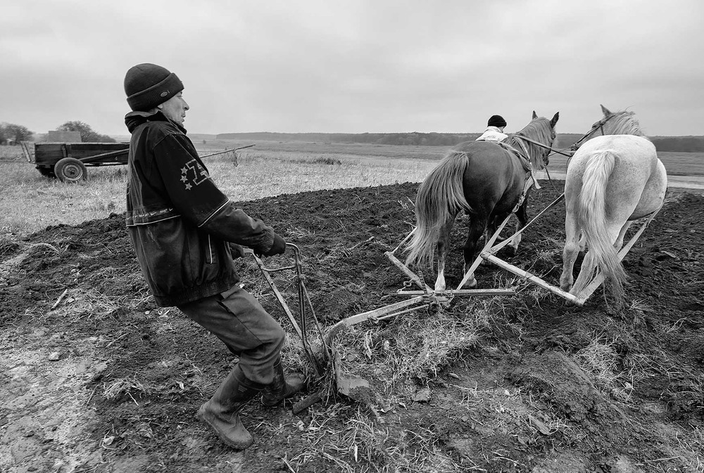 Фотографія Две лошадиные силы / Oleg Nedviga / photographers.ua
