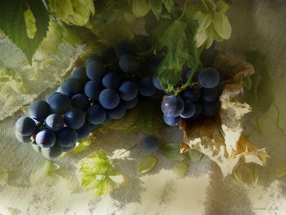 Фотографія "Виноград" із серії "Радію...що осінь!!!" / Гнипа Людмила / photographers.ua