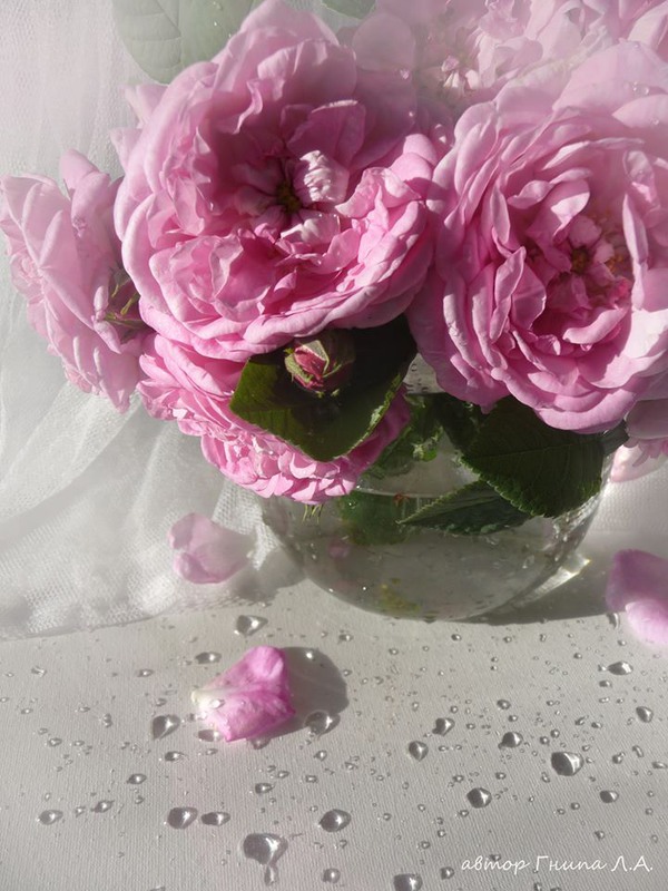 Фотографія "Троянди" із серії "Радію...що літо!!!" / Гнипа Людмила / photographers.ua
