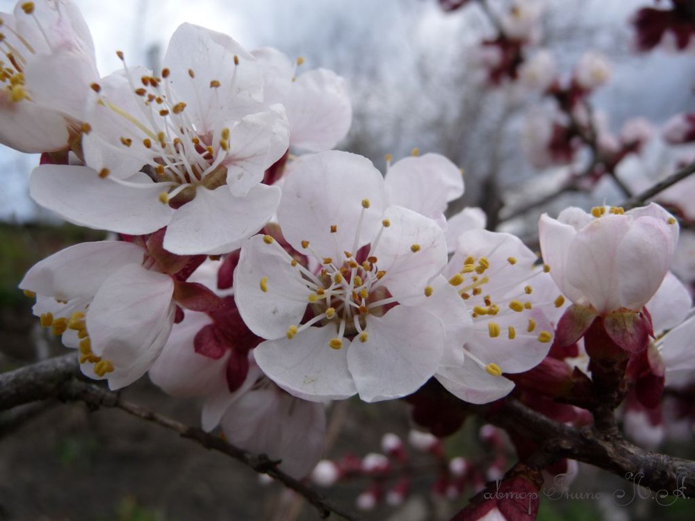 Фотографія Весна іде, красу несе... / Гнипа Людмила / photographers.ua