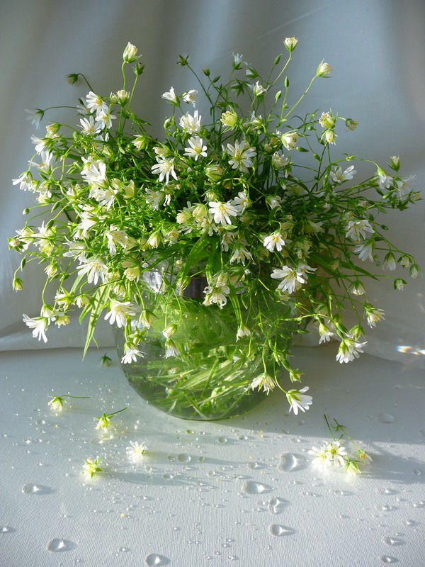 Фотографія " Лісові квіти" із серії "Радію...що весна!!!" / Гнипа Людмила / photographers.ua