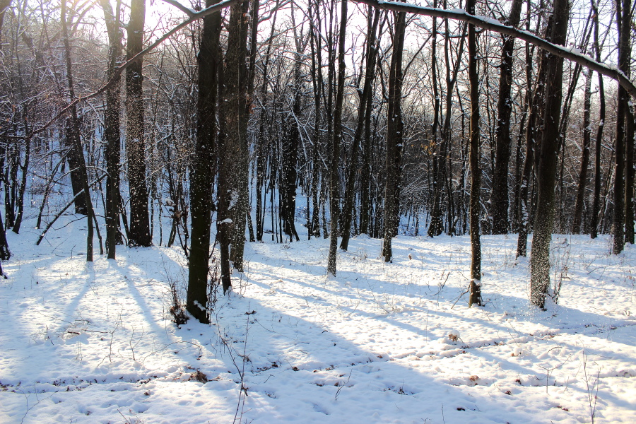 Фотографія Білі, ніжні, мов пір’їнки, Тихо падали сніжинки... / Lucciola / photographers.ua