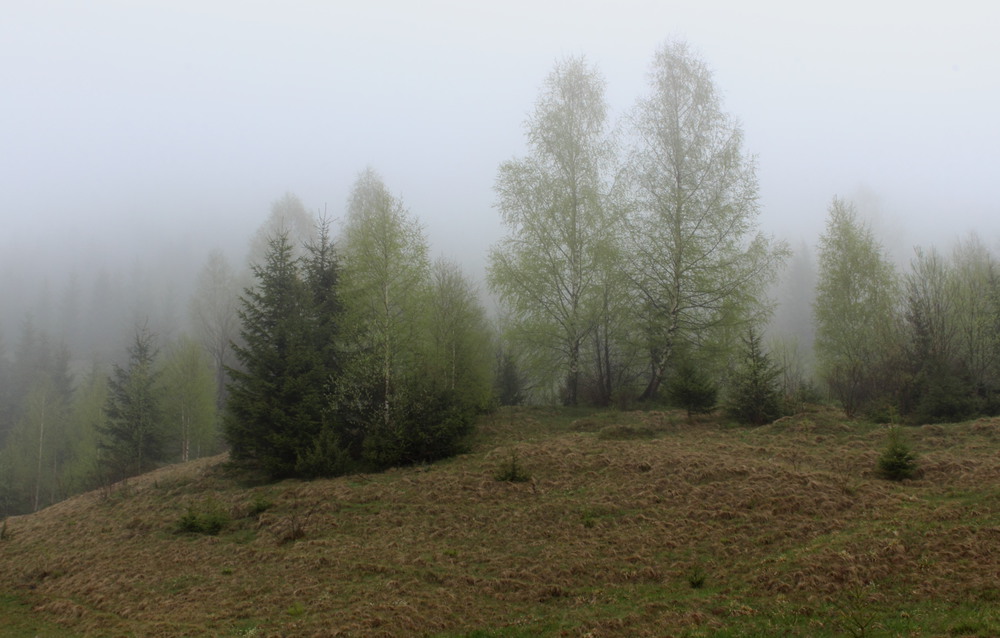 Фотографія Туман в Карпатах / Lucciola / photographers.ua