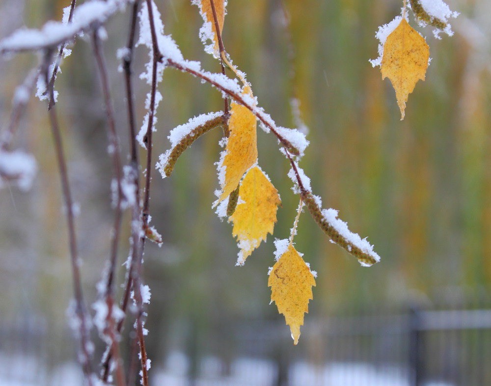 Фотографія Сніг тихий, тихий, як ікона... обіймає холодом і спокоєм / Lucciola / photographers.ua