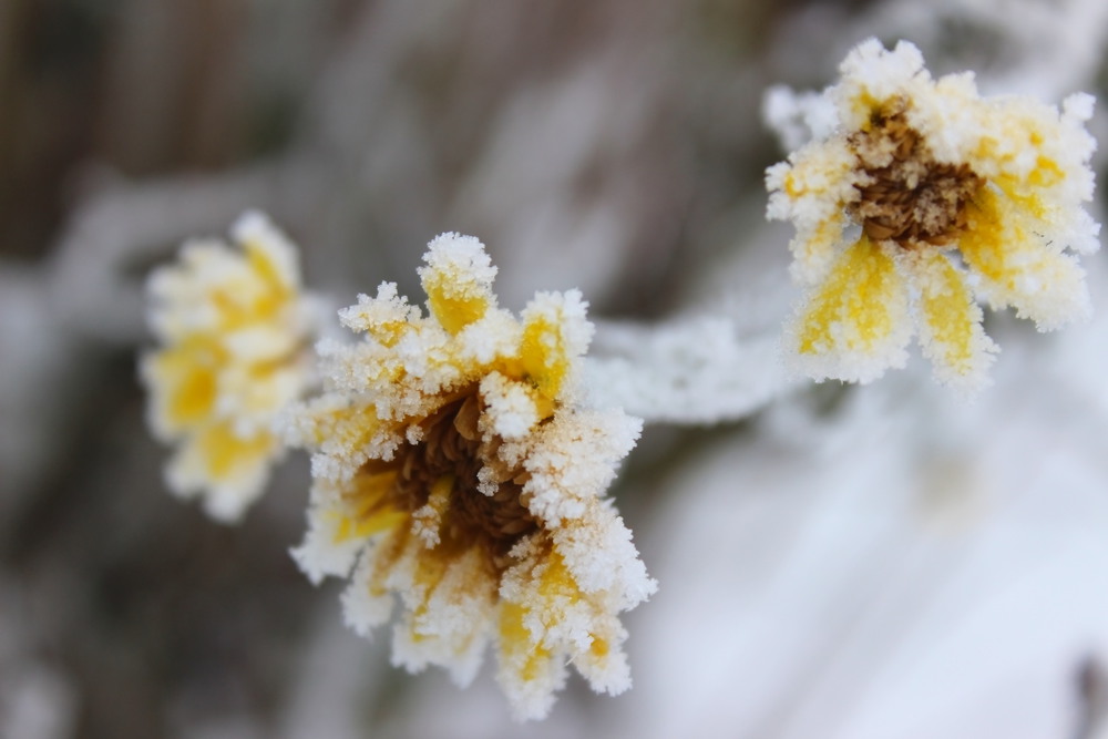 Фотографія Хризантеми в снігу. / Lucciola / photographers.ua
