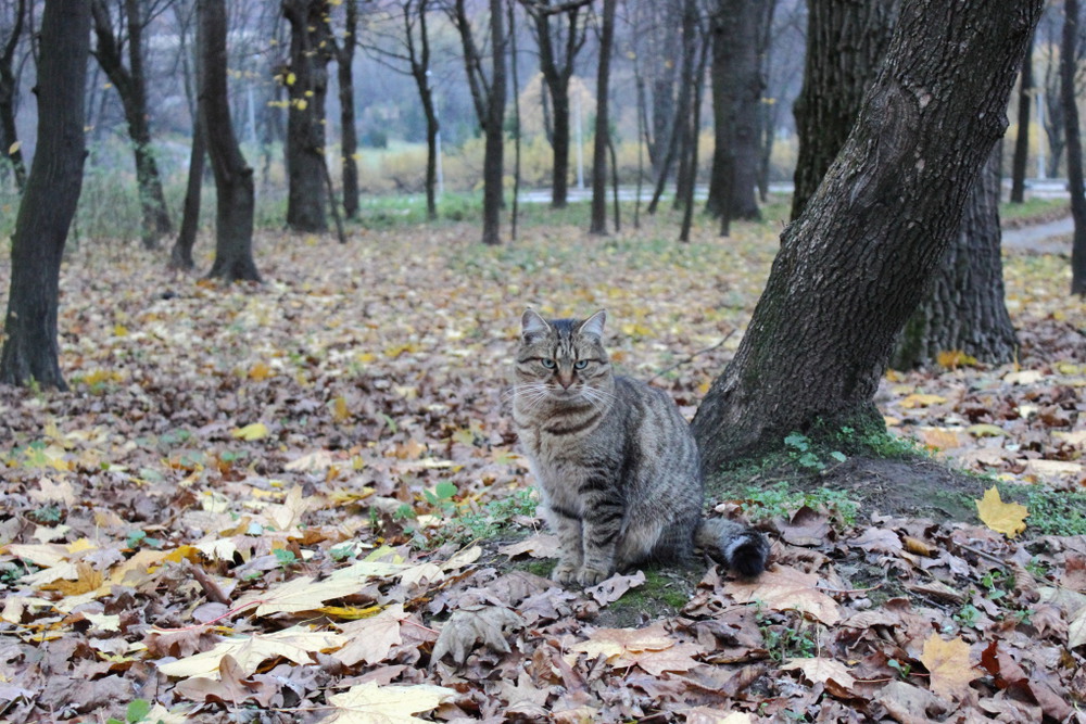 Фотографія Про кота та осінь.. / Lucciola / photographers.ua