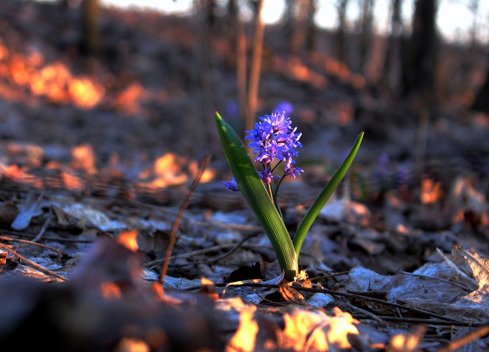 Фотографія ...весняний настрій... / Lucciola / photographers.ua