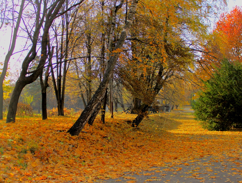 Фотографія Жовтогаряче листя навкруги. Палає осінь полум`ям нестерпним. / Lucciola / photographers.ua