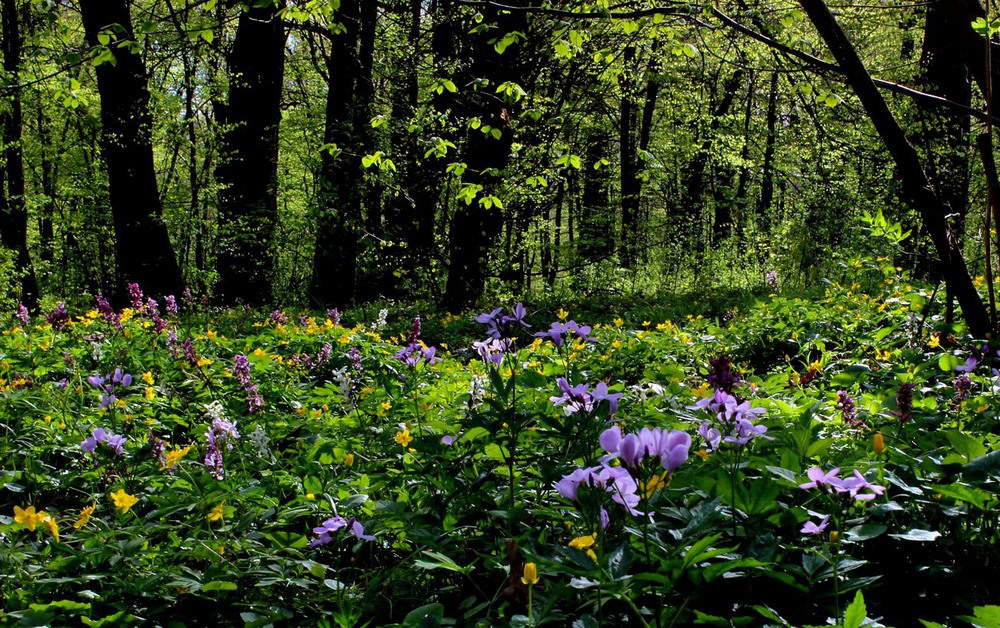 Фотографія Весняний ліс / Lucciola / photographers.ua