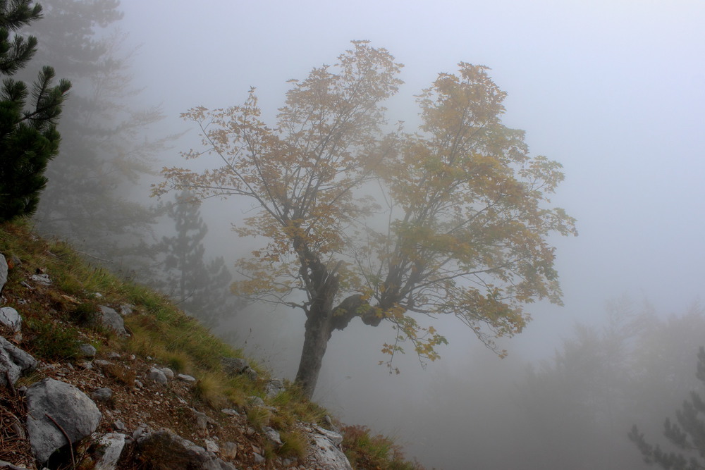 Фотографія Тихо на землю сповз сірий туман / Lucciola / photographers.ua