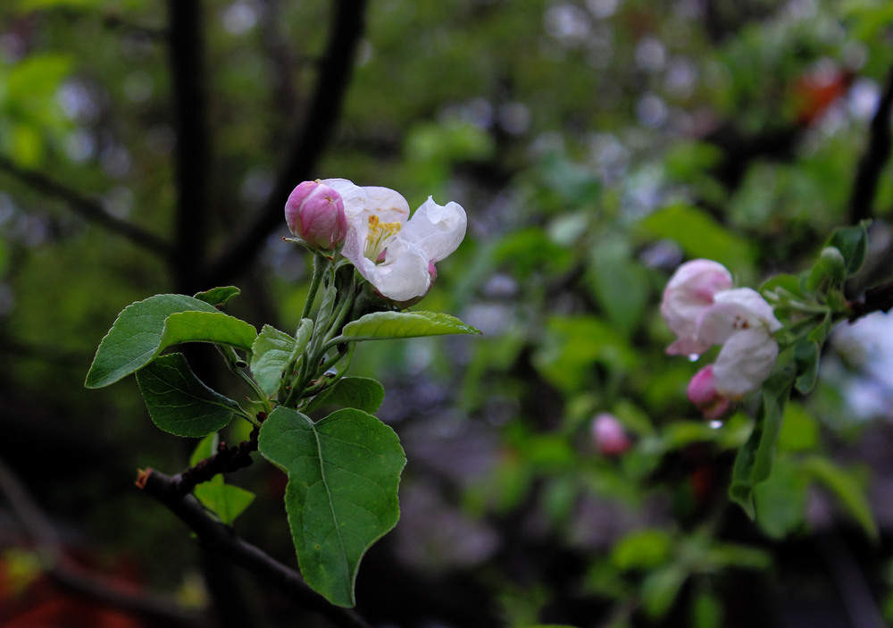 Фотографія Крізь яблунь цвіт весняний... / Lucciola / photographers.ua