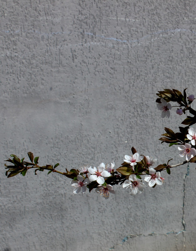 Фотографія Весна на бетоні / Lucciola / photographers.ua