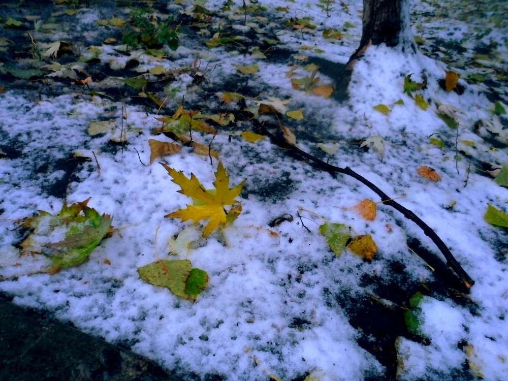 Фотографія Перший сніг, останнє листя / Lucciola / photographers.ua