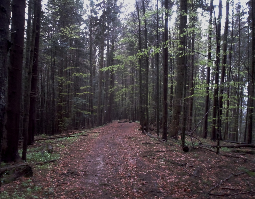 Фотографія ...у лісі-лісі темному... / Lucciola / photographers.ua