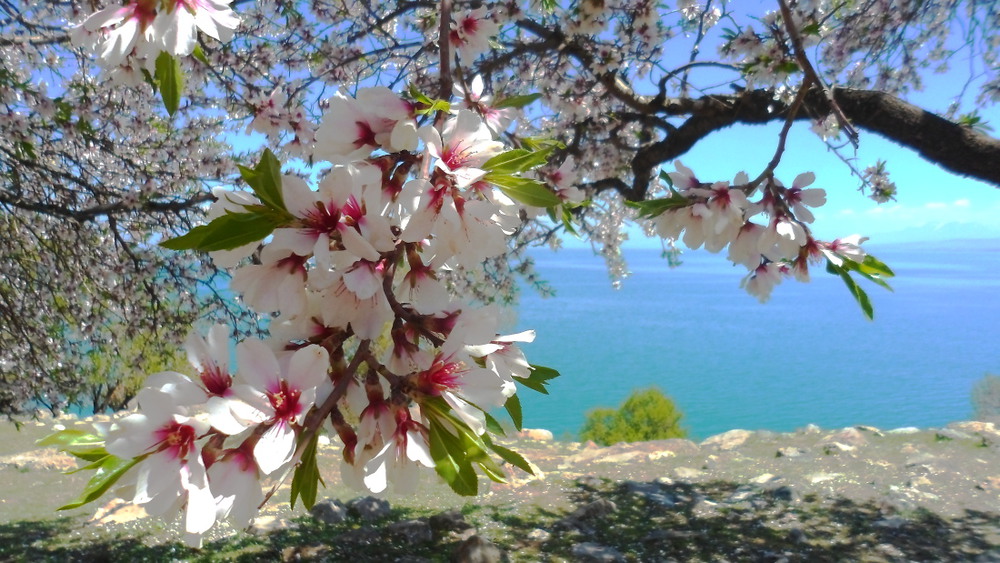 Фотографія Люблю, когда цветут Миндальные деревья... / Lucciola / photographers.ua