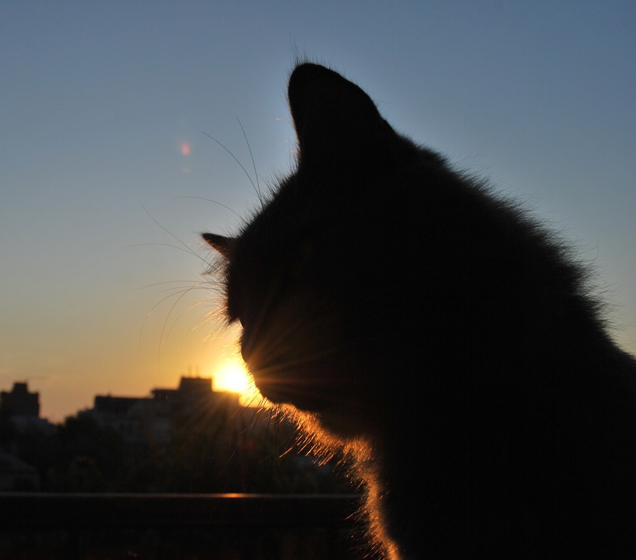 Фотографія Світанковий кіт із сонячними вусами / Oxana Shamray / photographers.ua