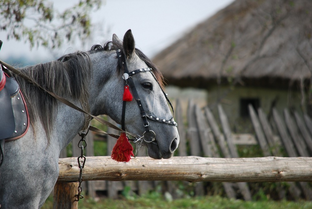 Фотографія Ой, чий то кінь стоїть... / Oxana Shamray / photographers.ua