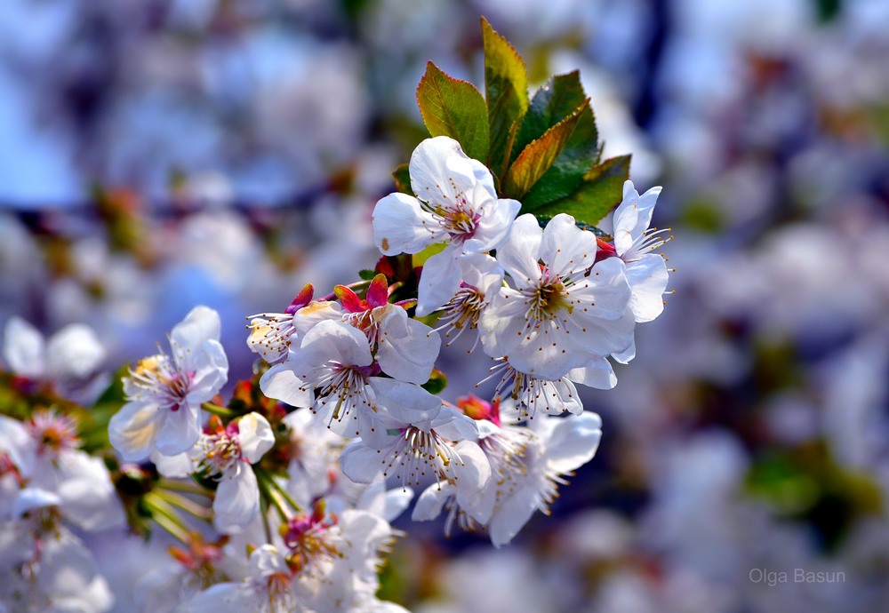 Фотографія Нехай весна розквітає у ваших серцях! Теплих вам днів і сонячного настрою! / Olga Basun / photographers.ua