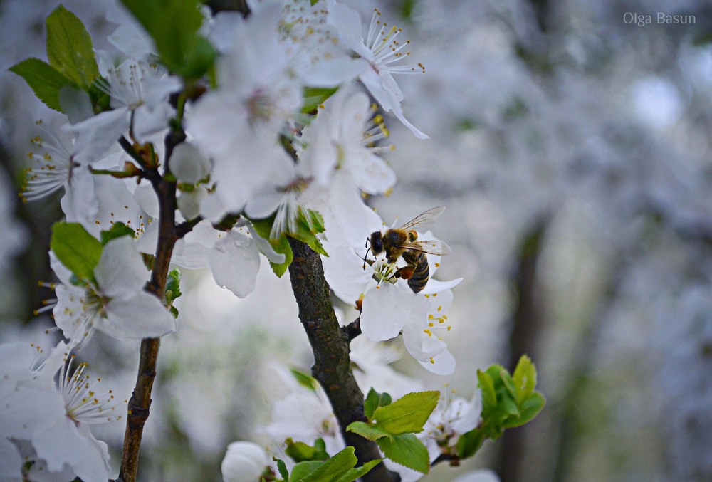 Фотографія Люблю весну... лише за ці моменти) / Olga Basun / photographers.ua