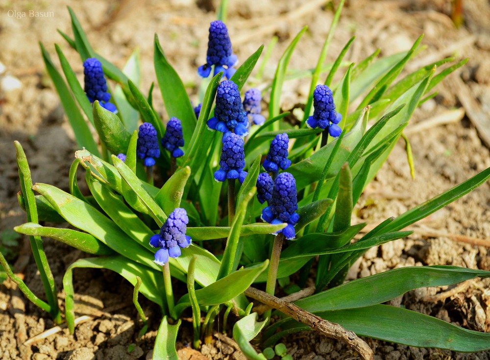 Фотографія Люблю весну.. лише за квіти... / Olga Basun / photographers.ua
