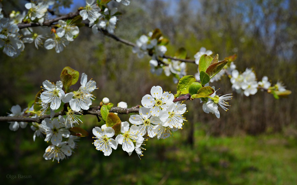 Фотографія ох, ця чарівна весна! / Olga Basun / photographers.ua
